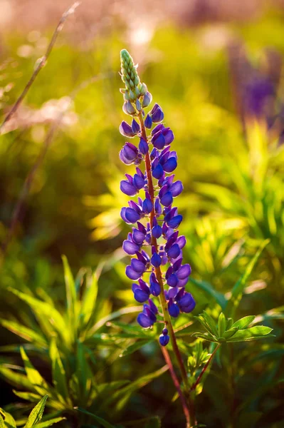 Bellissimi lupini blu e viola in campo rurale all'alba (s — Foto Stock