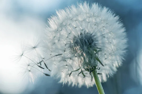 closeup silhouette of dandelion flower on pastel blue background