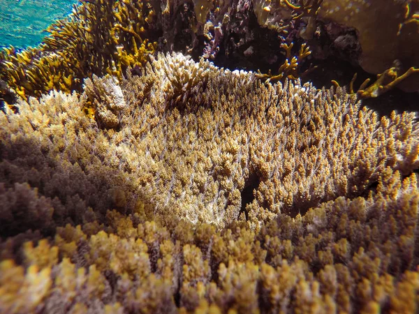 Corais coloridos e peixes exóticos no fundo do mar vermelho . — Fotografia de Stock