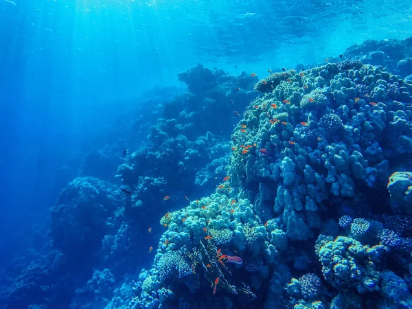 Красочный коралловый риф и яркая рыба — стоковое фото