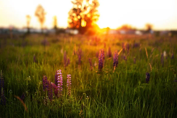 Schöne blaue und violette Lupinen im ländlichen Feld bei Sonnenaufgang — Stockfoto