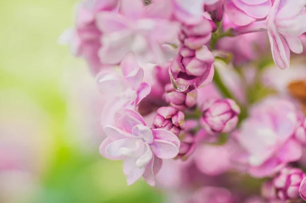Κοντινό Πασχαλινό Λουλούδι Εικόνα Απαλή Εστίαση Και Χώρο Για Κείμενο — Φωτογραφία Αρχείου