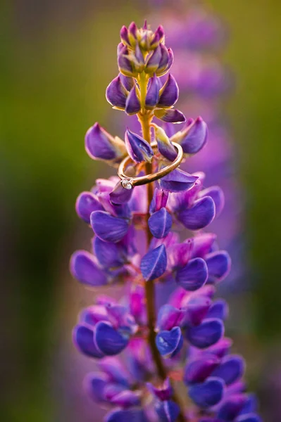 Beau Lupin Bleu Violet Dans Champ Rural Lever Soleil Coucher — Photo