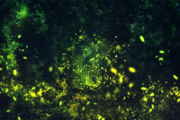 Glühwürmchen im wilden Wald. berühmter romantischer Ort namens tunne — Stockfoto
