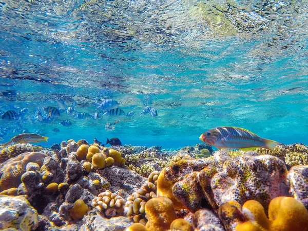 Arrecife de coral colorido y peces brillantes —  Fotos de Stock