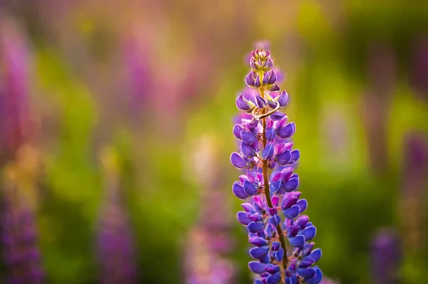 Mooie Blauwe Violet Lupine Landelijk Gebied Bij Zonsopgang Zonsondergang Natuurlijke — Stockfoto
