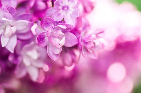 Κοντινά πλάνα υπεριώδες λουλούδι. Floral ελατήριο φόντο. εικόνα Wi — Φωτογραφία Αρχείου