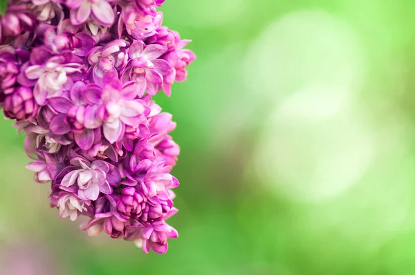 Κοντινά πλάνα υπεριώδες λουλούδι. Floral ελατήριο φόντο. εικόνα Wi — Φωτογραφία Αρχείου