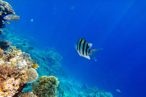 Красочный коралловый риф и яркая рыба — стоковое фото
