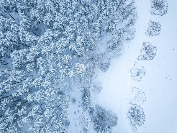 Vue aérienne de la forêt Christmass à feuilles persistantes d'en haut. drone — Photo