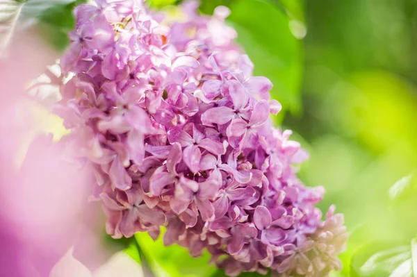 Yakın plan leylak çiçeği. Yumuşak odaklı resim ve metin için boşluk. Doğal kıvrım yaz arkaplanı.