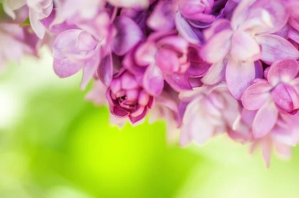 Κοντινά πλάνα υπεριώδες λουλούδι. Floral ελατήριο φόντο. εικόνα Wi — Φωτογραφία Αρχείου