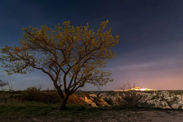 Silhouette Baum und Nacht Stadtansicht auf dem Hintergrund in der Nacht — Stockfoto