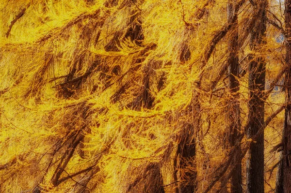 Färgglada höst träd. naturlig bakgrund — Stockfoto