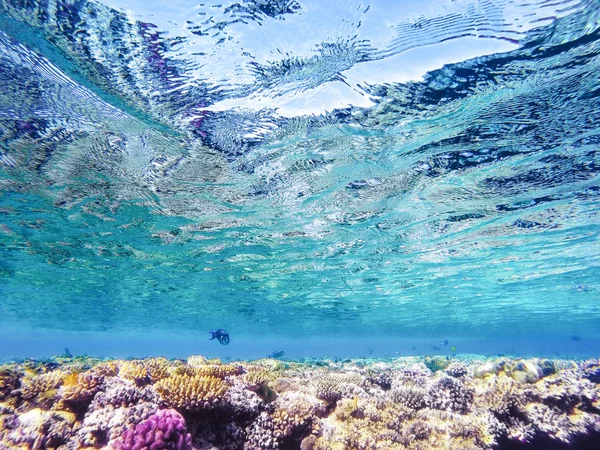 Corais coloridos e peixes exóticos no fundo do mar vermelho . — Fotografia de Stock