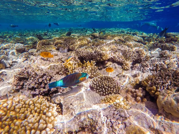 Olorful korallok és egzotikus halak a Vörös-tenger fenekén. B — Stock Fotó