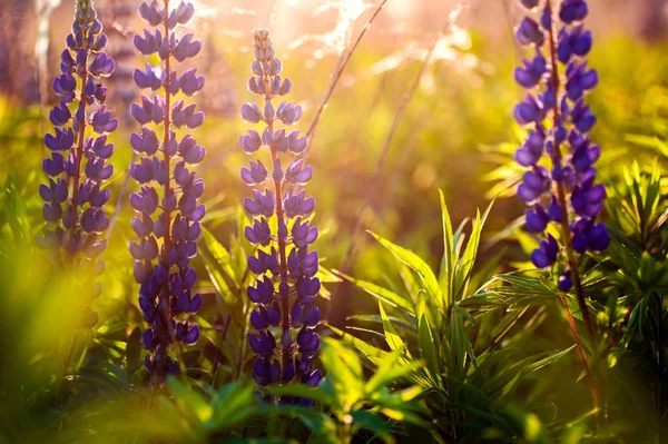 Hermosos altramuces azules y violetas en el campo rural al amanecer (s) —  Fotos de Stock