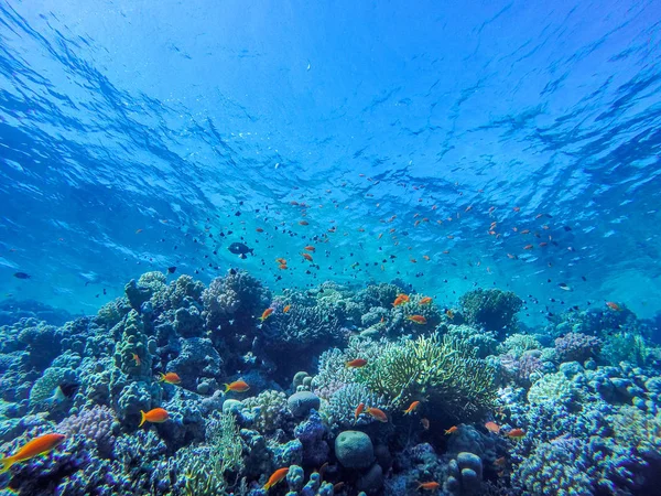 Coraux colorés et poissons exotiques au fond de la mer rouge . — Photo