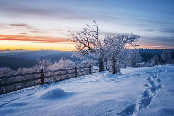 Gołe Drzewa Snowy Krajobraz Zachodzie Słońca — Zdjęcie stockowe