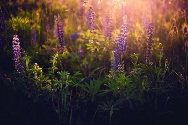 Beautiful blue and violet lupines in rural field at sunrise (s — Stock Image Beautiful blue and violet lupines in rural field at sunrise (s Royalty Free Stock Images