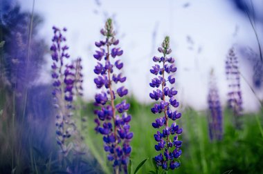 gün doğumunda kırsal alanda güzel mavi ve mor lupines (s