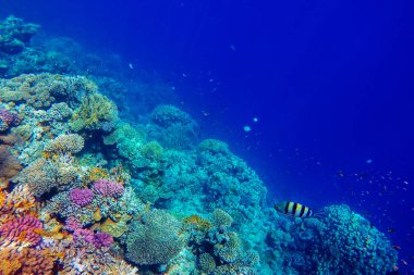 Renkli mercan resifleri ve parlak balıklar