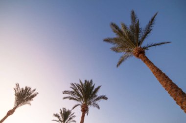 Egzotik okyanus kıyısındaki palmiyeler. Doğal yaz geçmişi