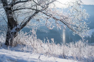 kırsal yol kar ve buzlu ağaçlarla kaplı. güzel kış manzara