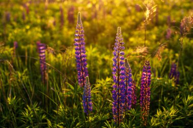gün doğumunda kırsal alanda güzel mavi ve mor lupines (s