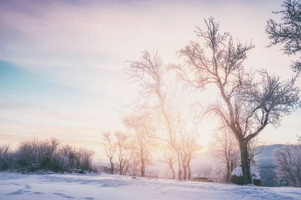 Γυμνά Δέντρα Χιονισμένο Τοπίο Στο Ηλιοβασίλεμα — Φωτογραφία Αρχείου