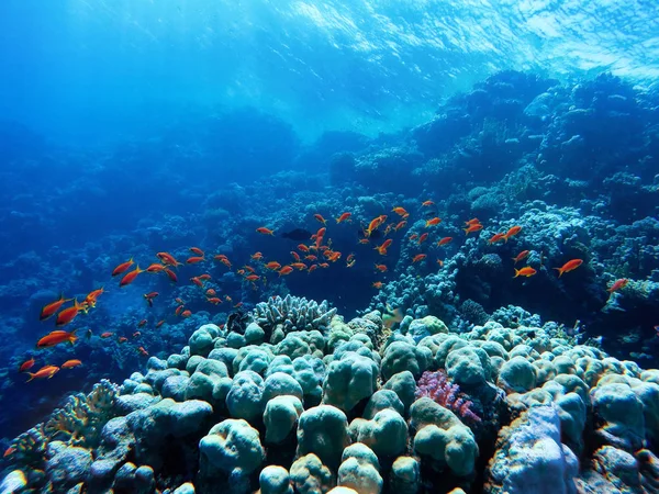 Corais coloridos e peixes exóticos no fundo do mar vermelho . — Fotografia de Stock