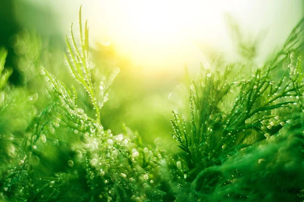 Abstracto (desenfocado, borroso) fondo de hierba natural con bea —  Fotos de Stock