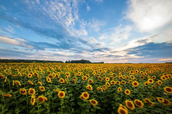 Paysage d'été. champ ensoleillé de tournesols au coucher du soleil — Photo