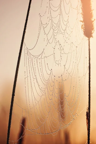 日落时分（日出）蜘蛛网上的露水特写滴。皮图 — 图库照片