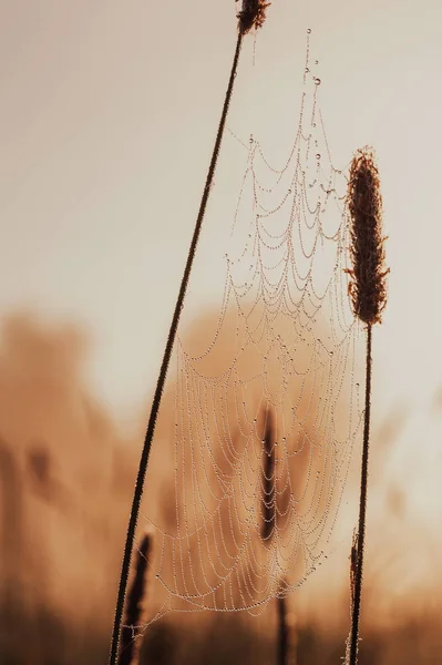 Primer plano gotas de rocío en la telaraña al atardecer (salida del sol). pictu — Foto de Stock