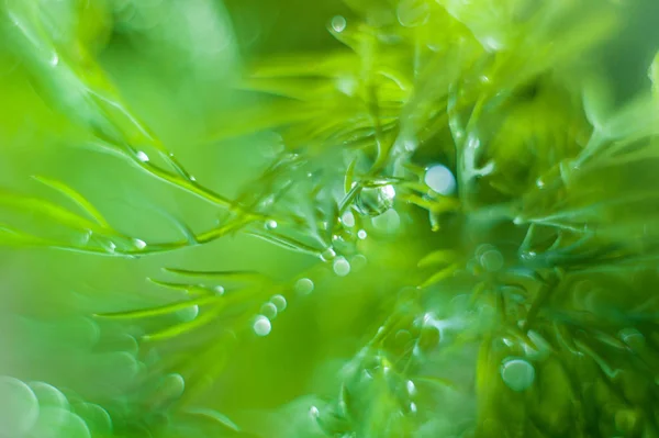 Abstrato (desfocado, borrado) fundo grama natural com bea — Fotografia de Stock
