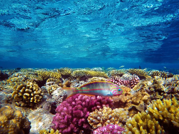 Kolorowa rafa koralowa i jasne ryby — Zdjęcie stockowe