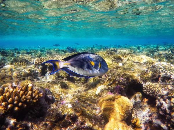 Барвисті корали та екзотичні риби на дні червоного моря . — стокове фото