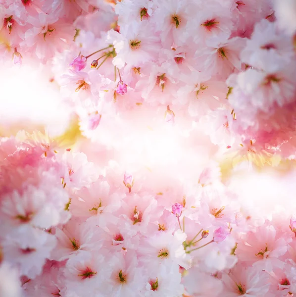 Vackra Närbild Sakura Blommor Naturlig Bakgrund Bild Med Mjukt Fokus — Stockfoto