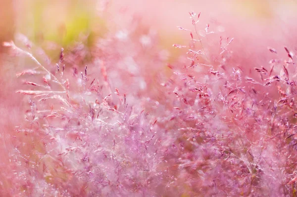 抽象（去焦点，模糊）自然花卉背景与bea — 图库照片
