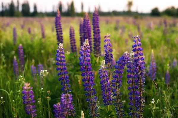 Bellissimi Lupini Blu Viola Campo Rurale All Alba Tramonto Sfondo — Foto Stock