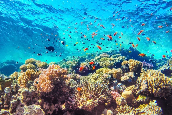 Recifes de corais coloridos e peixes brilhantes — Fotografia de Stock