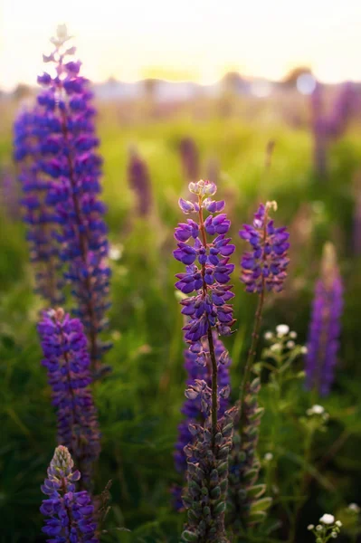 Belos Tremoços Azuis Violetas Campo Rural Nascer Sol Pôr Sol — Fotografia de Stock