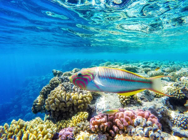 Arrecife de coral colorido y peces brillantes —  Fotos de Stock