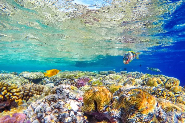 Színes korallzátony és világos hal — Stock Fotó
