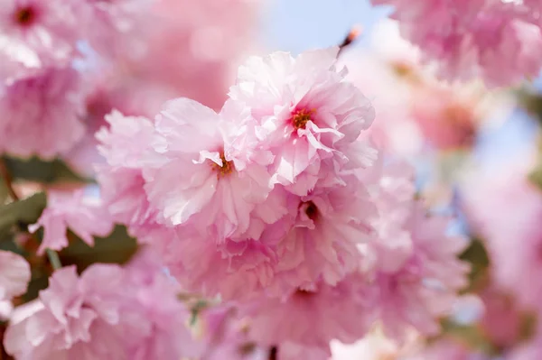 美丽的特写镜头樱花 自然的背景 具有柔和对焦的图片 — 图库照片