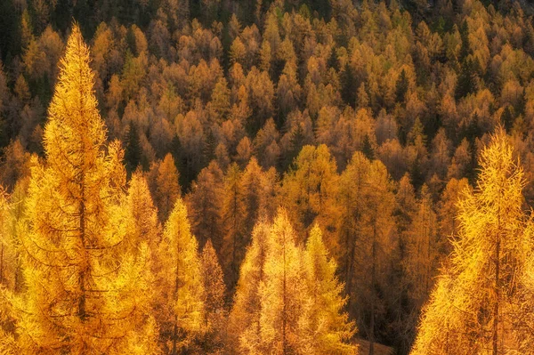 Belo outono dourado nas montanhas. fundo natural. Faz. — Fotografia de Stock