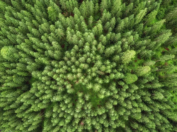 Arial veiw of green alpine forest. výstřel dronu — Stock fotografie