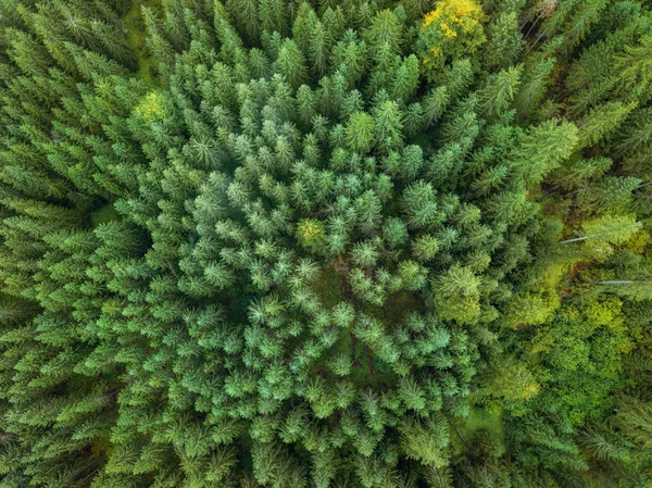 Żyła aryjska zielonego lasu. strzał drona — Zdjęcie stockowe