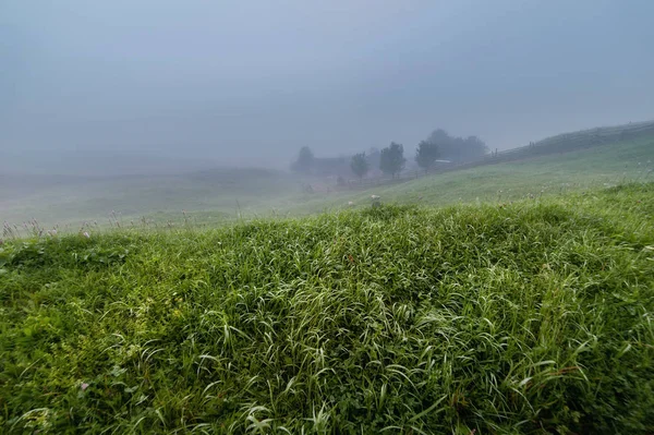 Field of fresh green grass early foggy morning. natural spring b — Stock Photo, Image